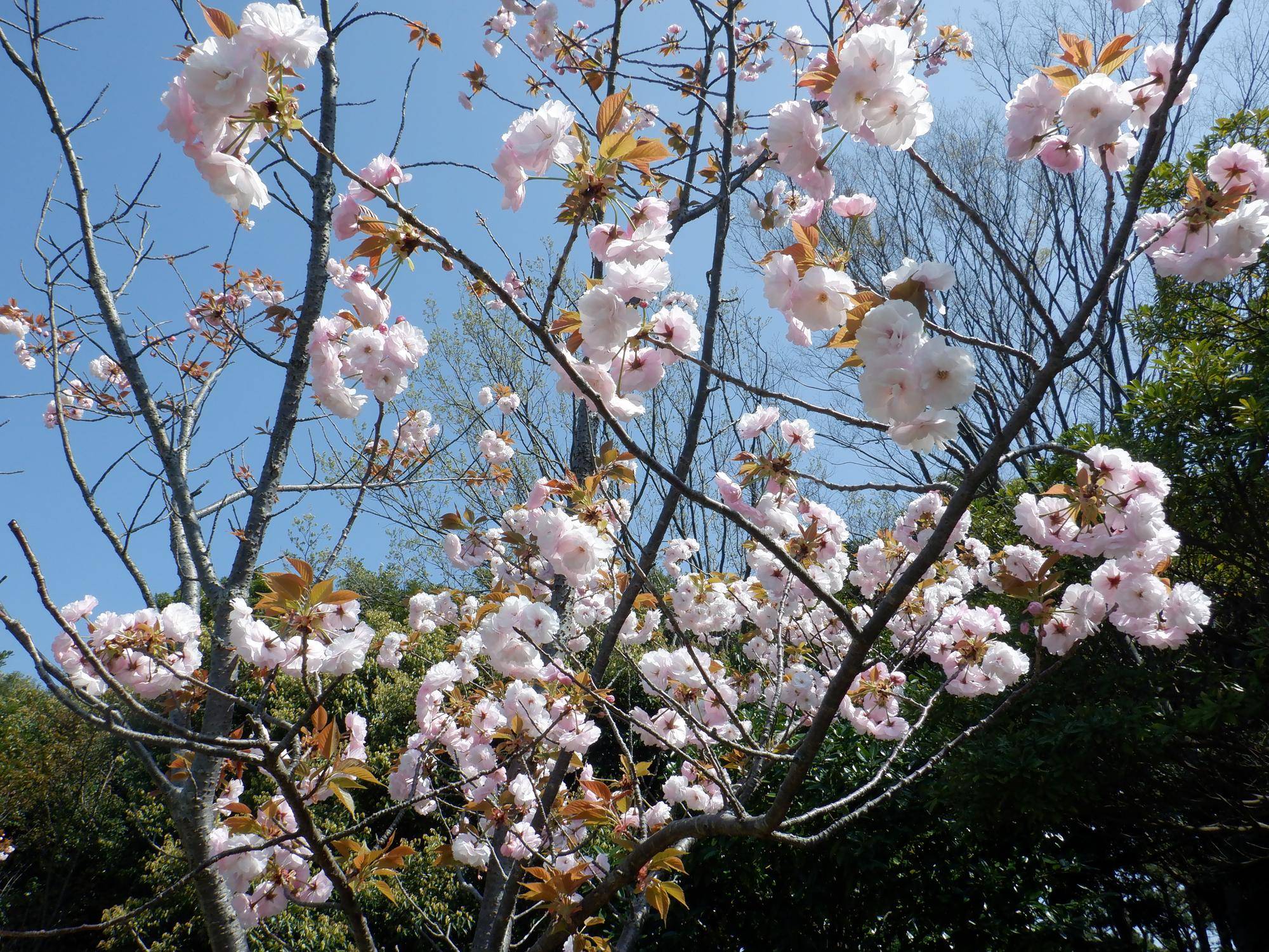 DSCF3826.jpg