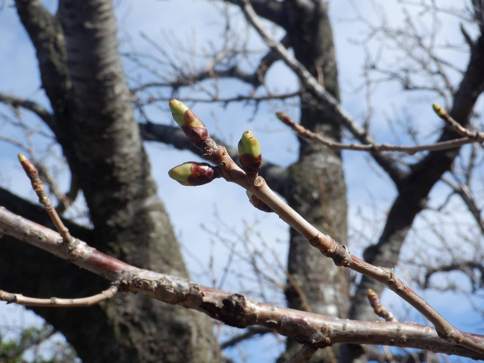 オオシマザクラ (3).jpg