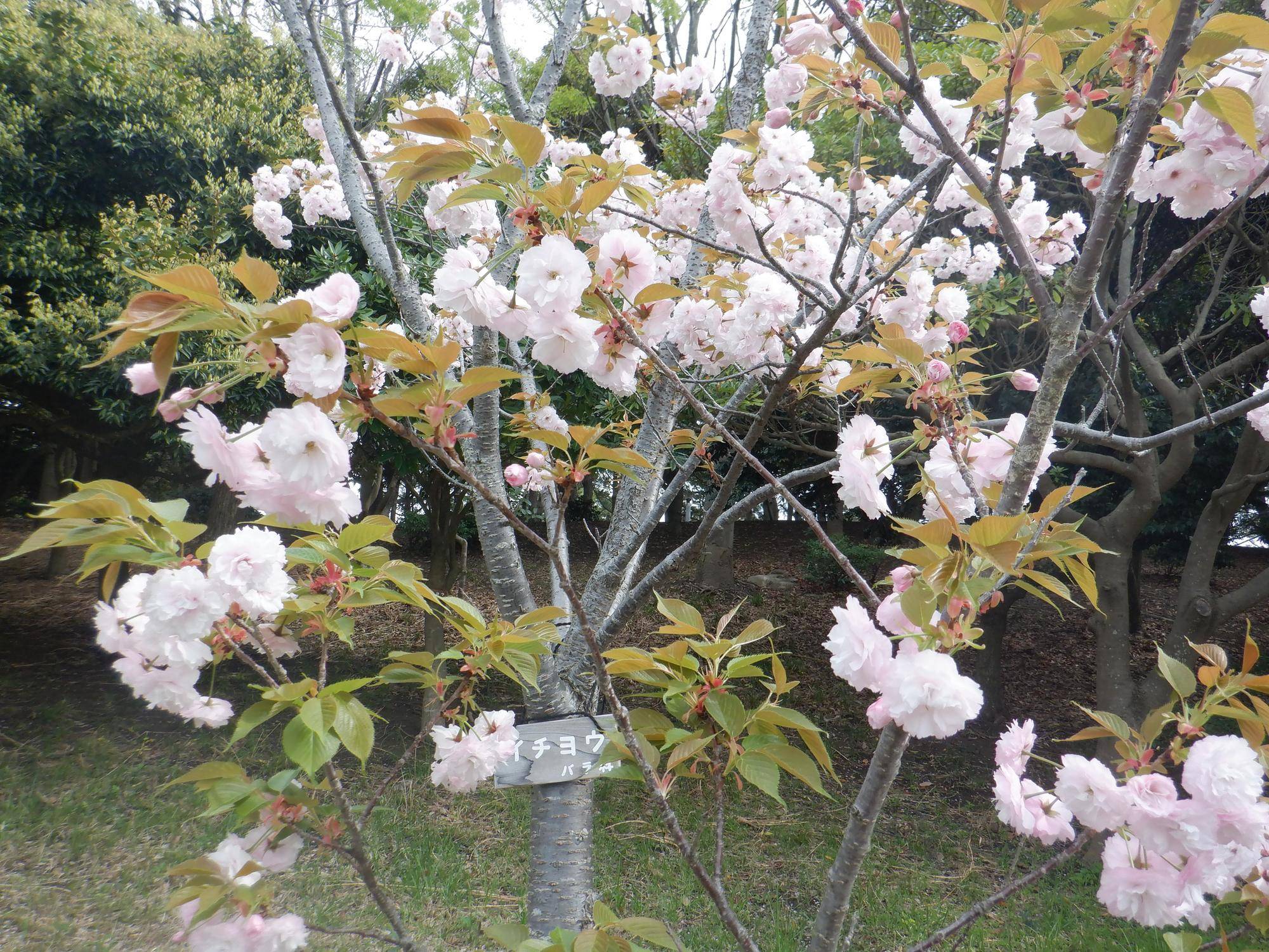 海の公園 桜開花情報【2025年4月11日】|｜ブログ|海の公園公式