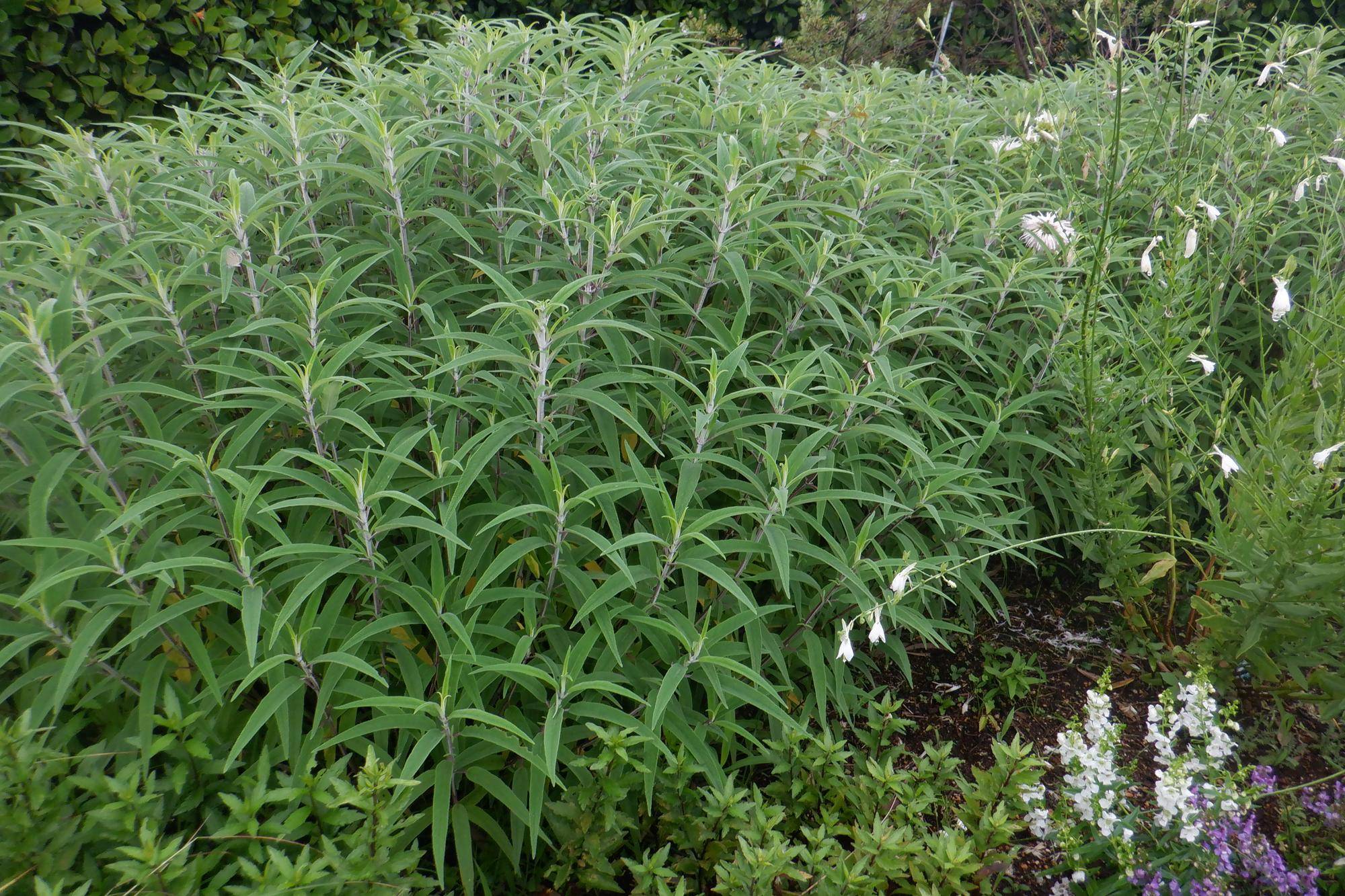 DSCF0780.jpg