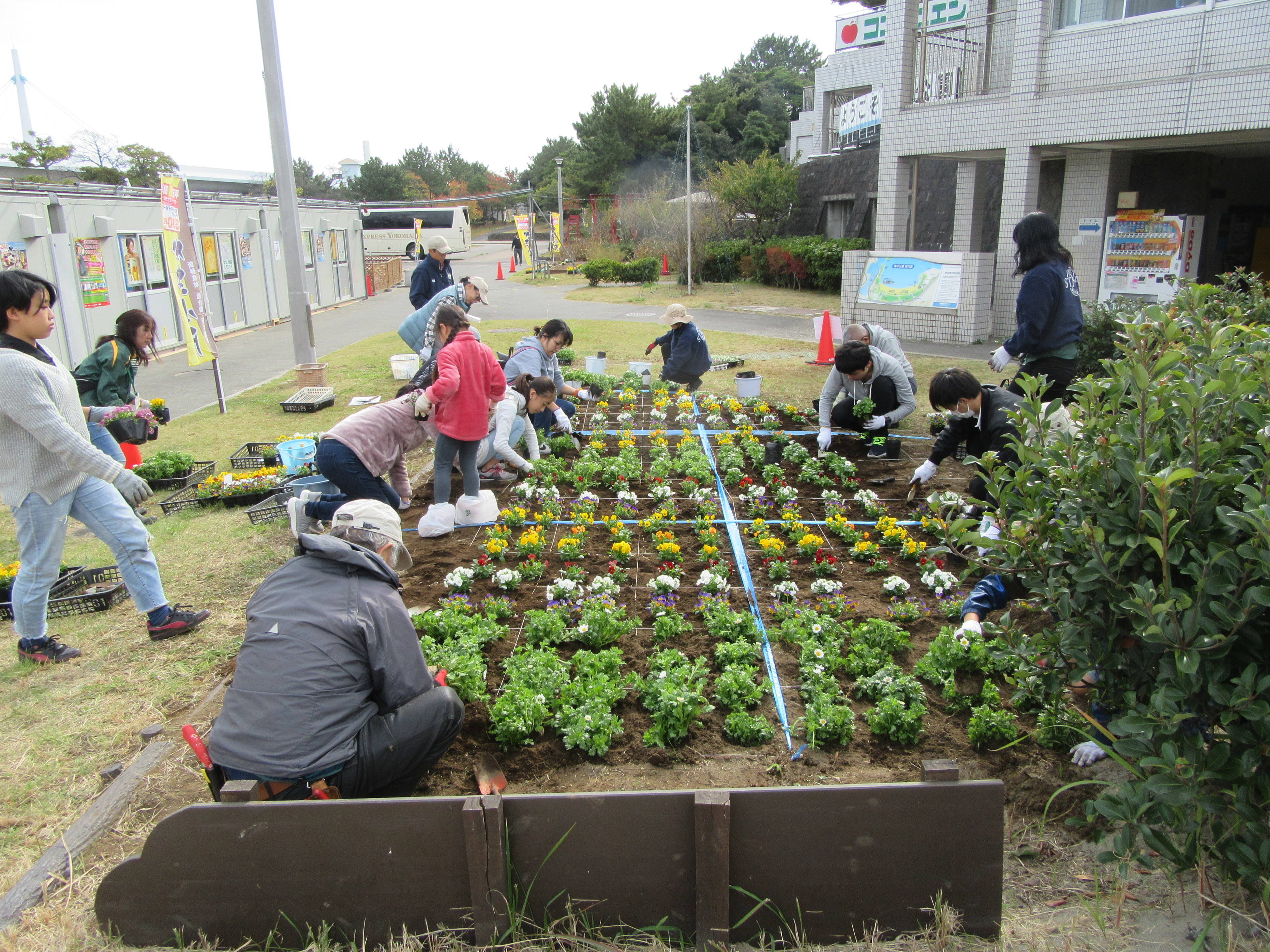 花植えボランティア ブログ 海の公園公式サイト 公益財団法人 横浜市緑の協会