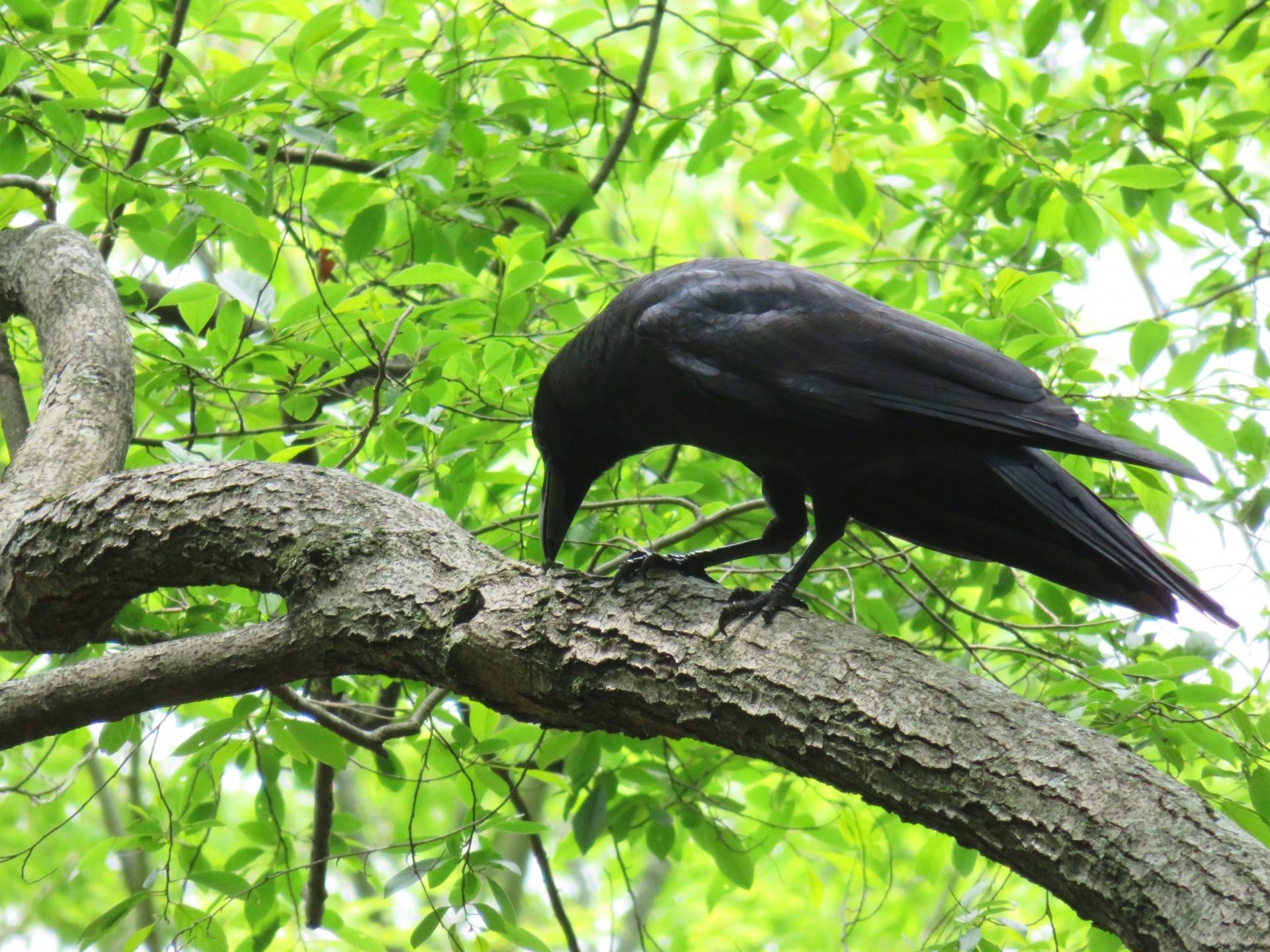 カラスに注意 ブログ 海の公園公式サイト 公益財団法人 横浜市緑の協会