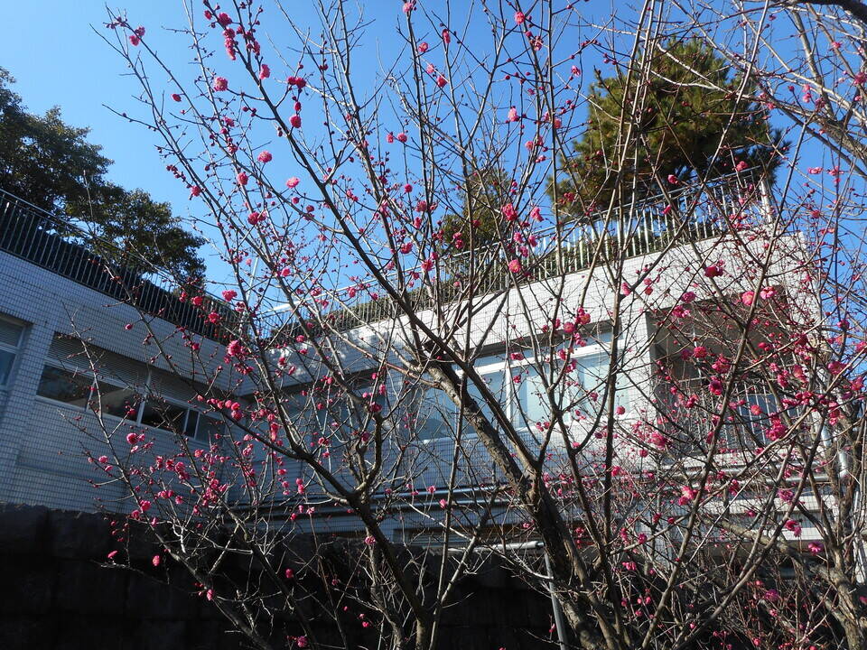 梅の花が咲き始めました ブログ 海の公園公式サイト 公益財団法人 横浜市緑の協会