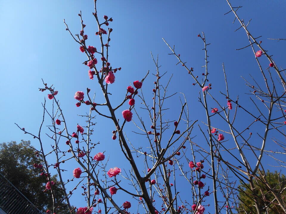 現品 梅の木と お花がいっぱい 梅花石？ breezere.com
