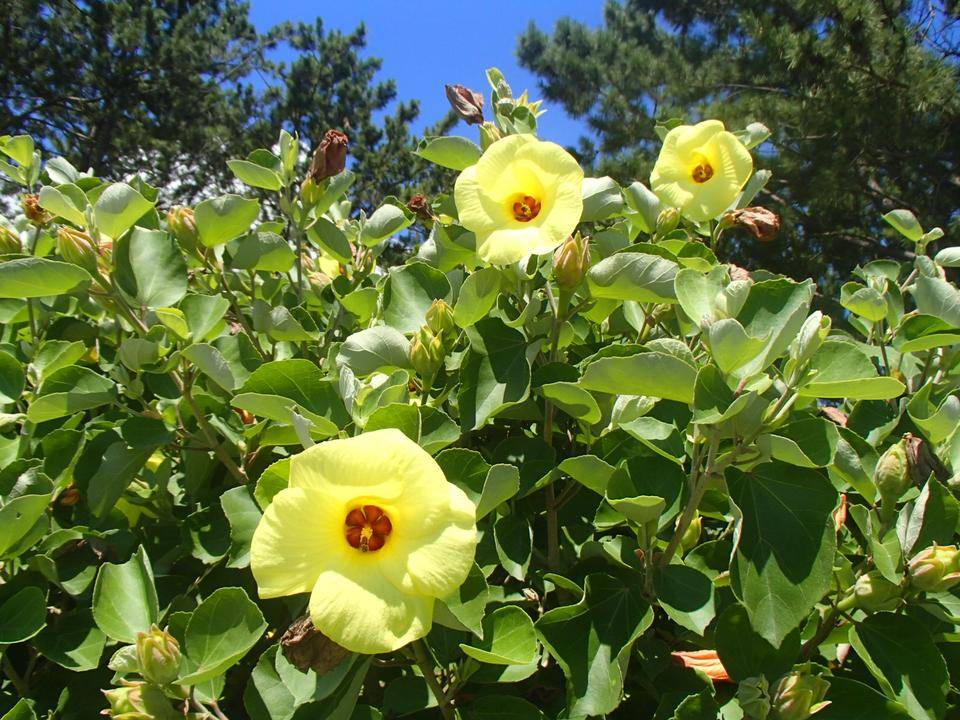 ハマボウとハマゴウ ブログ 海の公園公式サイト 公益財団法人 横浜市緑の協会