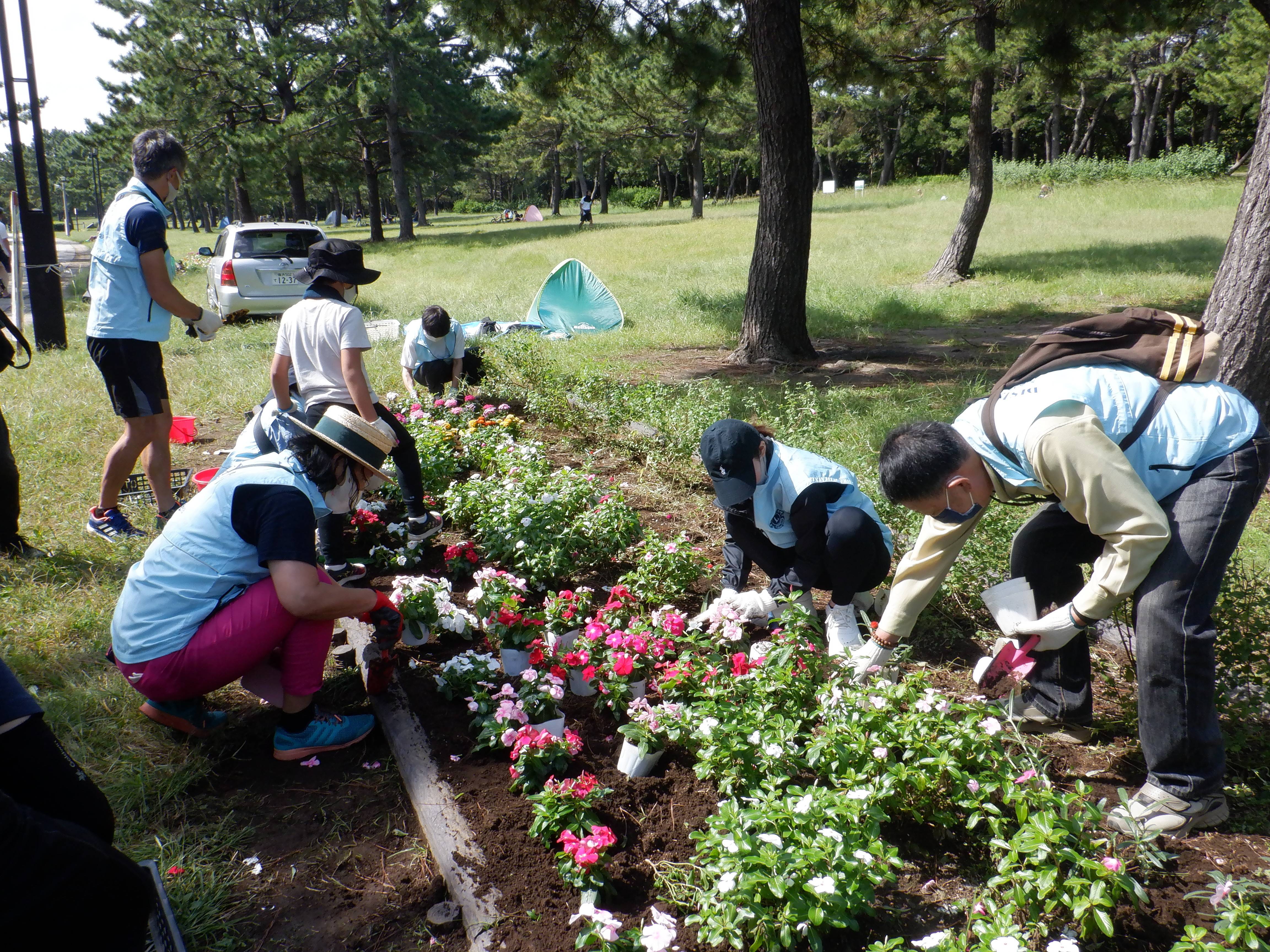 ボランティアで花植え活動 ブログ 海の公園公式サイト 公益財団法人 横浜市緑の協会