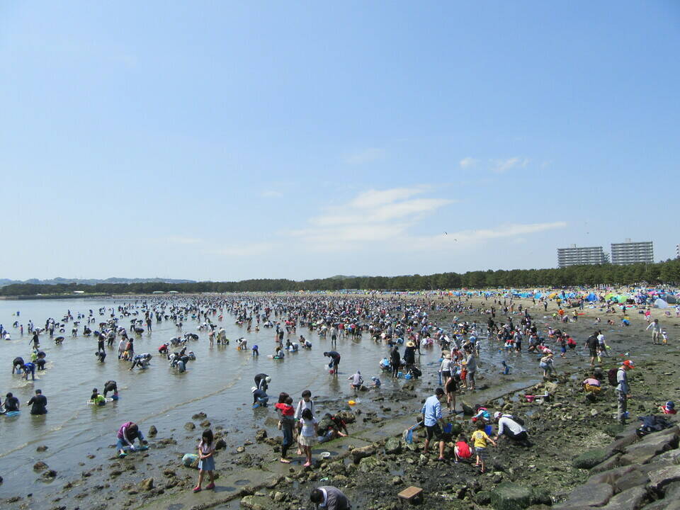 19海の公園 潮干狩り 報告 4月日号 潮干狩り 海の公園公式サイト 公益財団法人 横浜市緑の協会