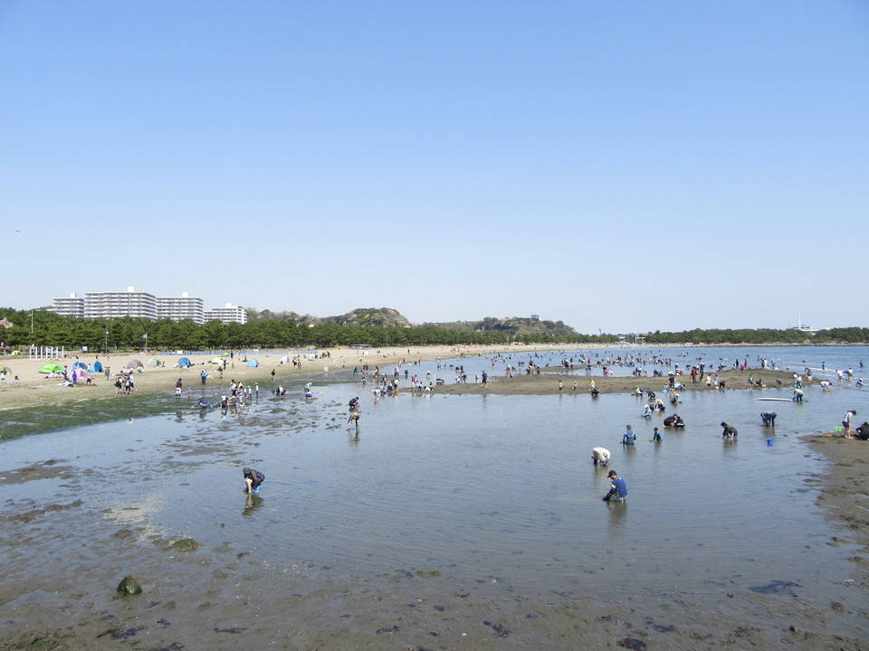 18海の公園 潮干狩り 報告 3月31日号 潮干狩り 海の公園公式サイト 公益財団法人 横浜市緑の協会