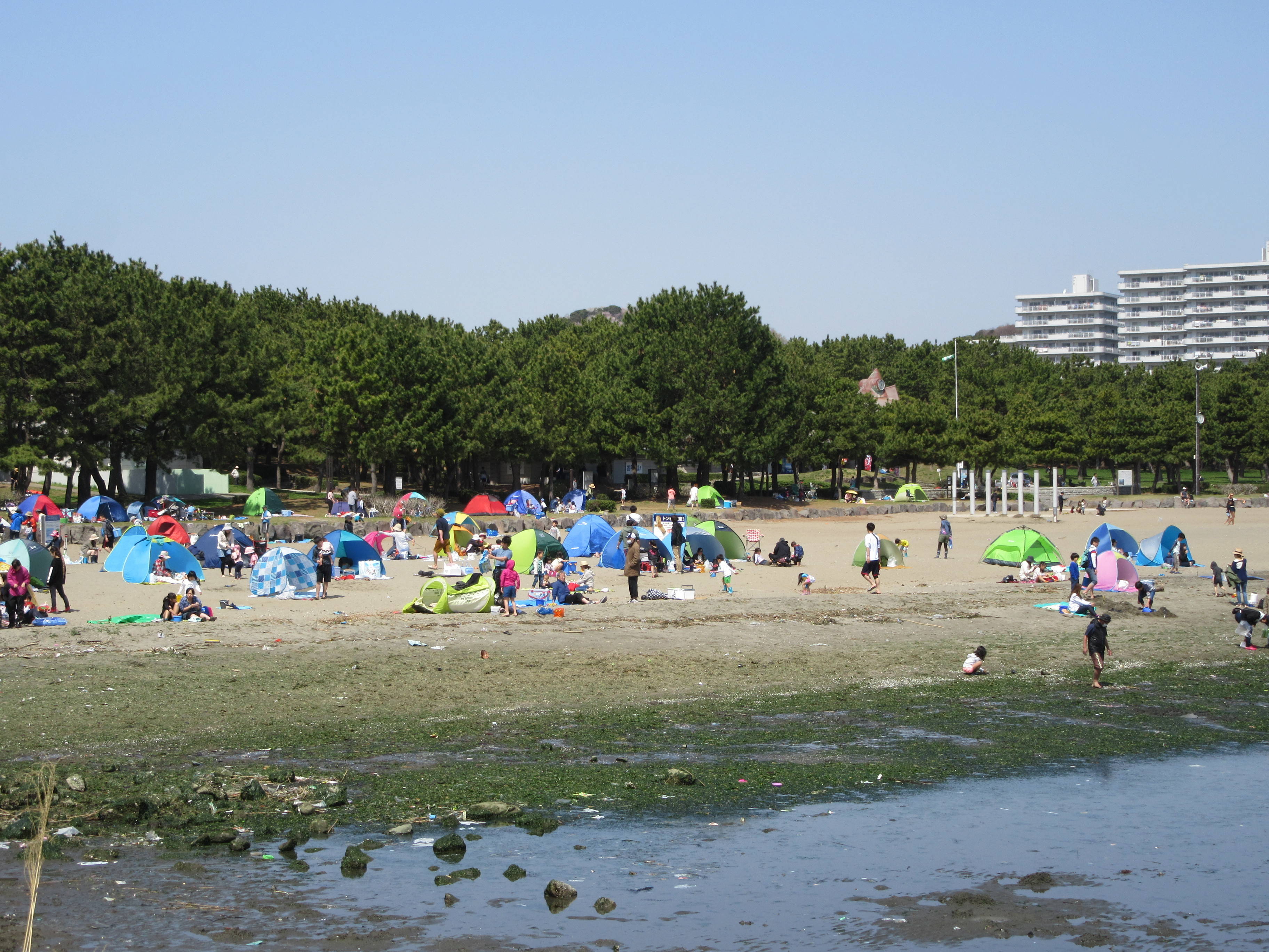 18海の公園 潮干狩り 報告 3月31日号 潮干狩り 海の公園公式サイト 公益財団法人 横浜市緑の協会