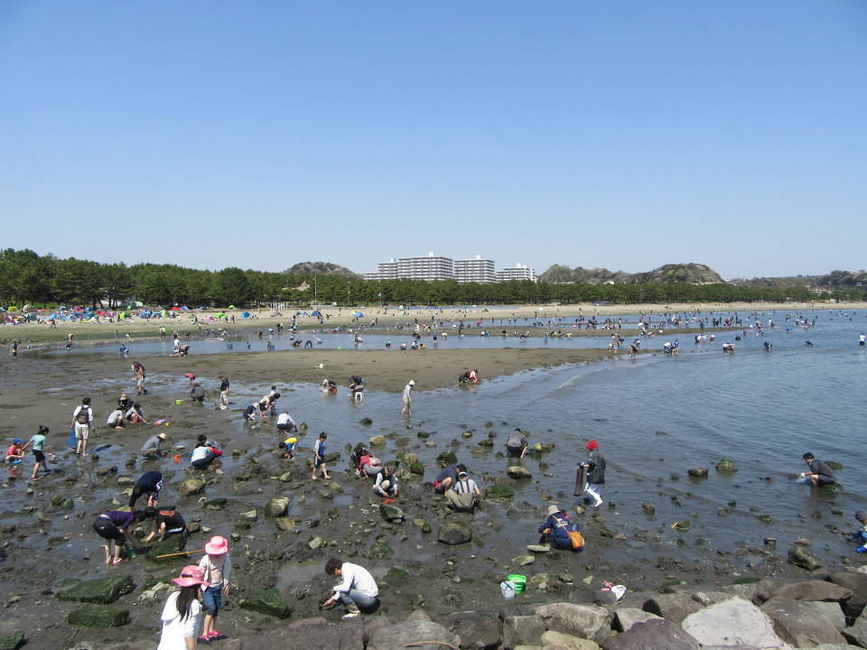 18海の公園 潮干狩り 報告 3月31日号 潮干狩り 海の公園公式サイト 公益財団法人 横浜市緑の協会