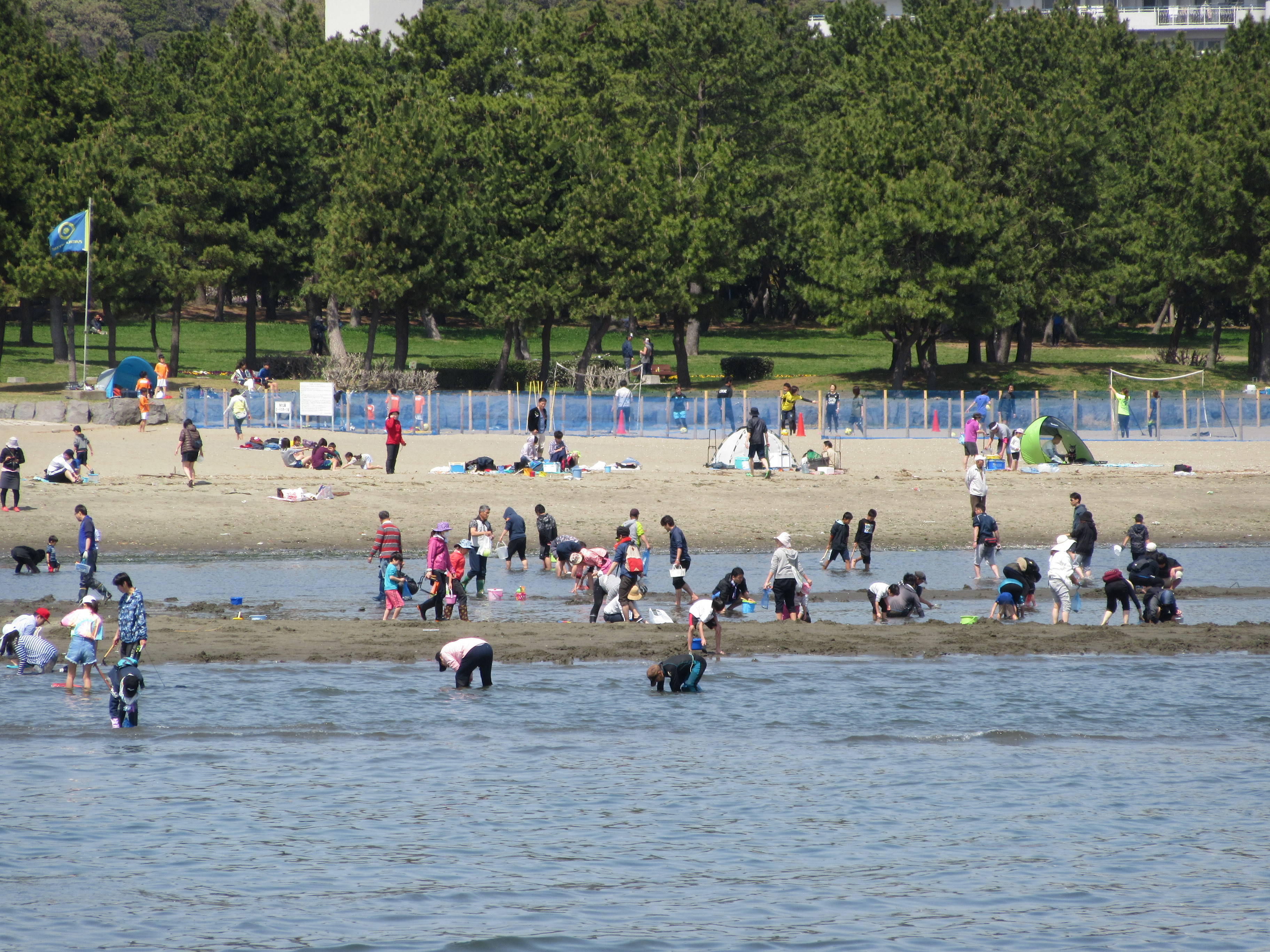 18海の公園 潮干狩り 報告 3月31日号 潮干狩り 海の公園公式サイト 公益財団法人 横浜市緑の協会
