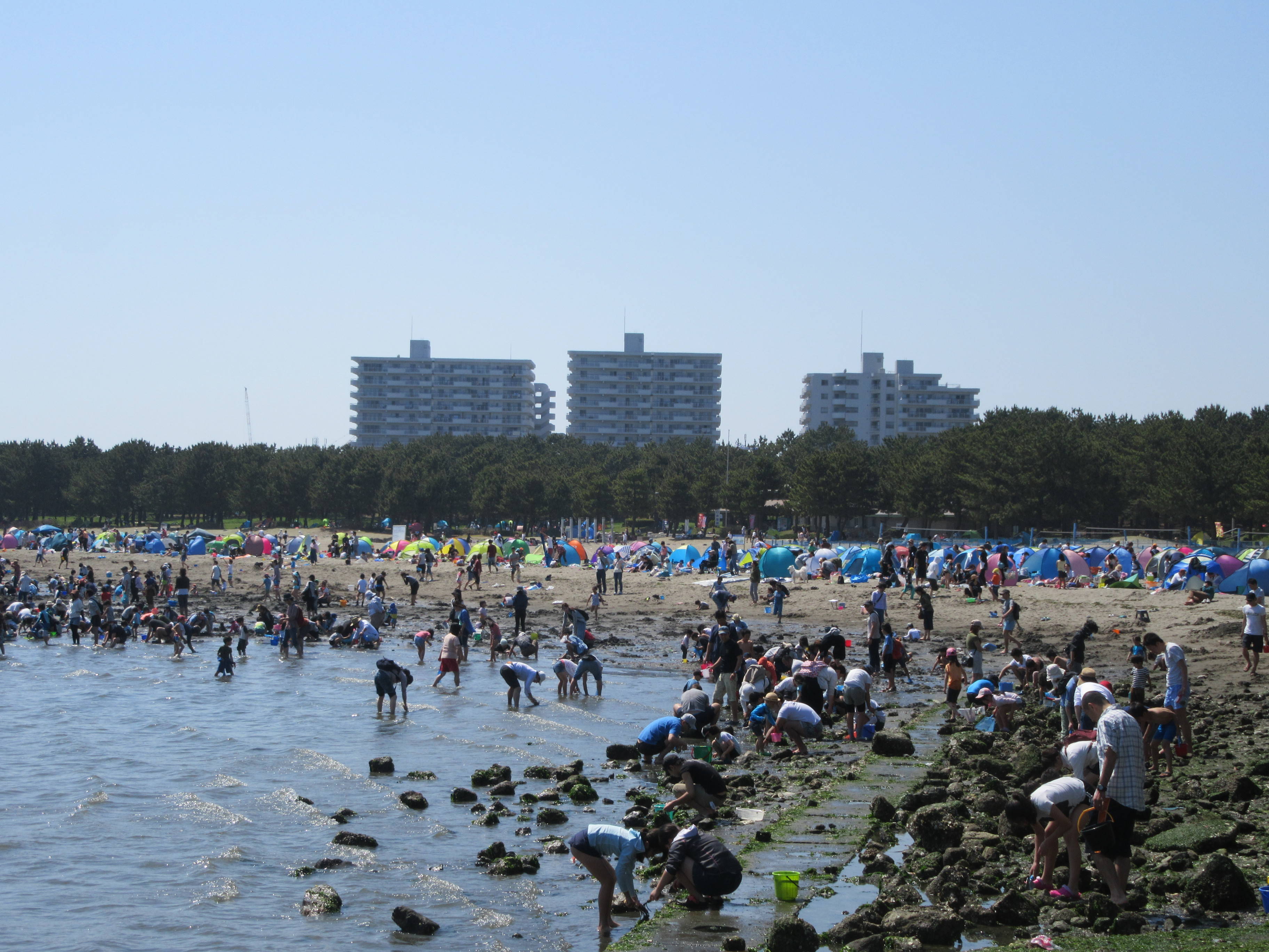18海の公園 潮干狩り 報告 4月21日号 潮干狩り 海の公園公式サイト 公益財団法人 横浜市緑の協会