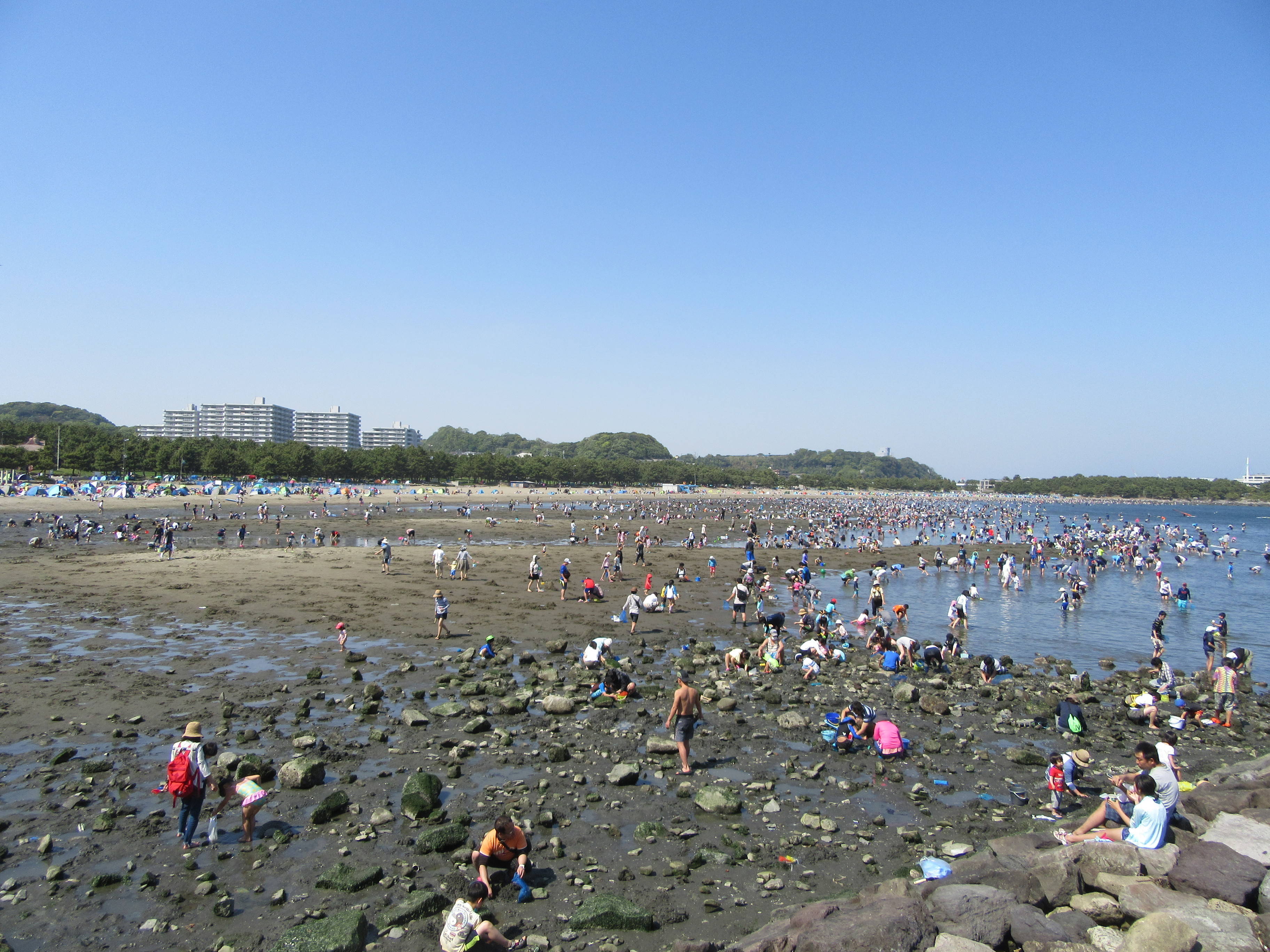 18海の公園 潮干狩り 報告 4月21日号 潮干狩り 海の公園公式サイト 公益財団法人 横浜市緑の協会
