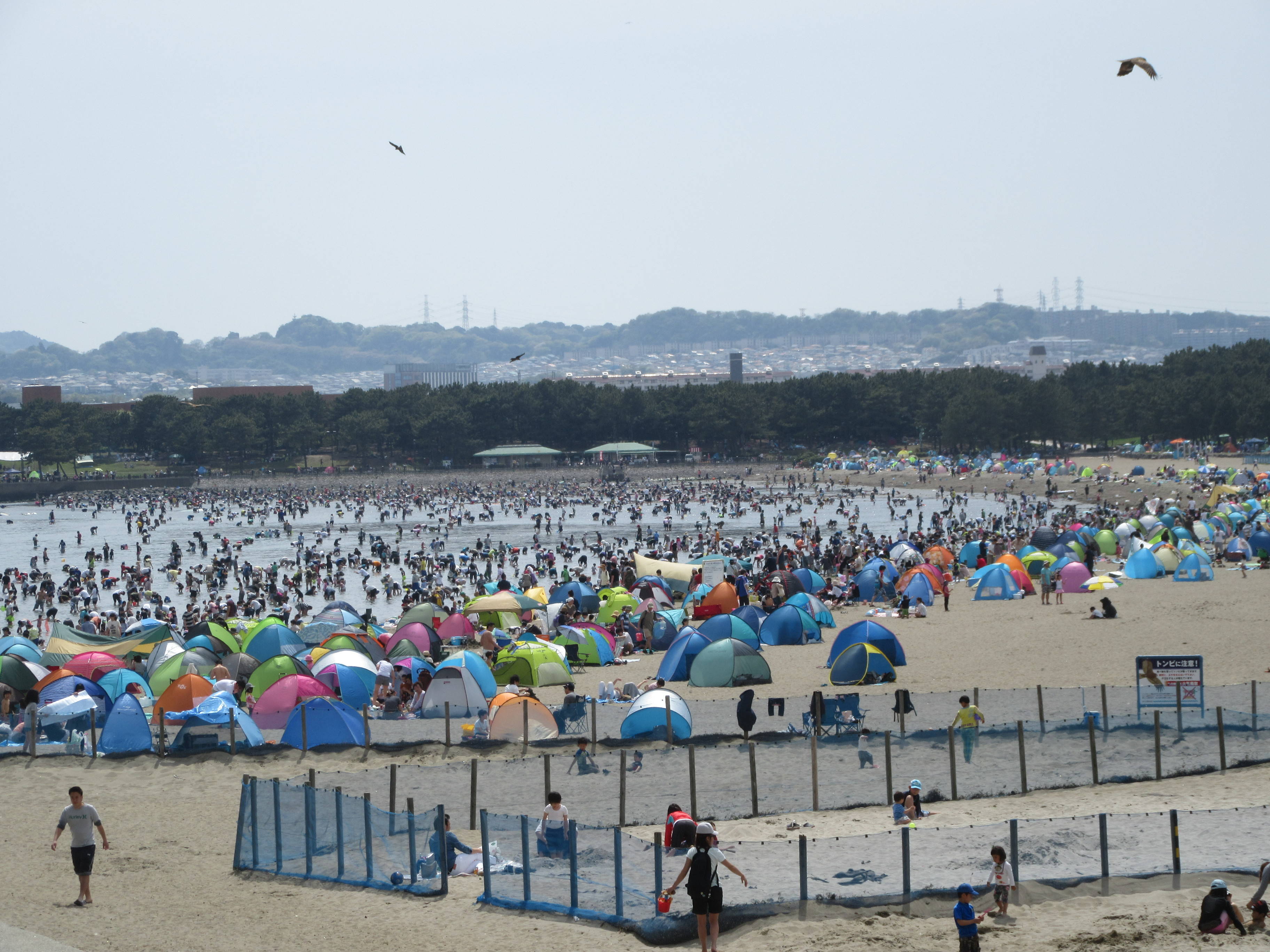 17海の公園 潮干狩り 報告 4月16日号 潮干狩り 海の公園公式サイト 公益財団法人 横浜市緑の協会