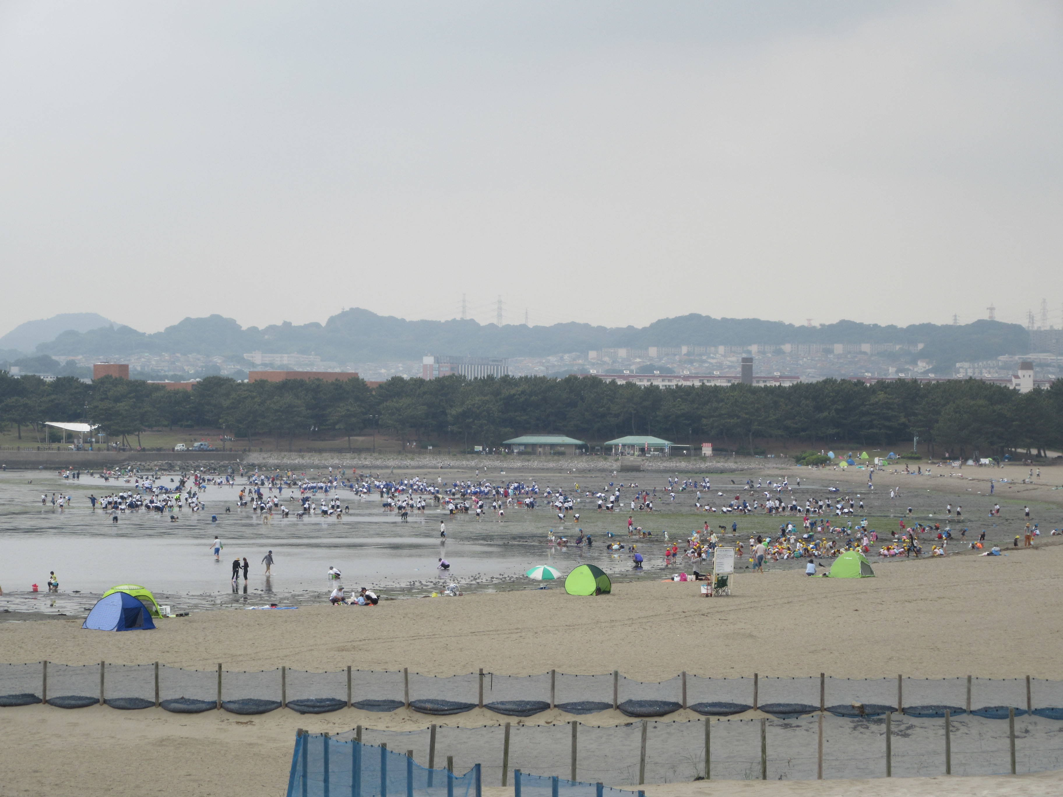 17海の公園 潮干狩り 報告 5月25日号 潮干狩り 海の公園公式サイト 公益財団法人 横浜市緑の協会