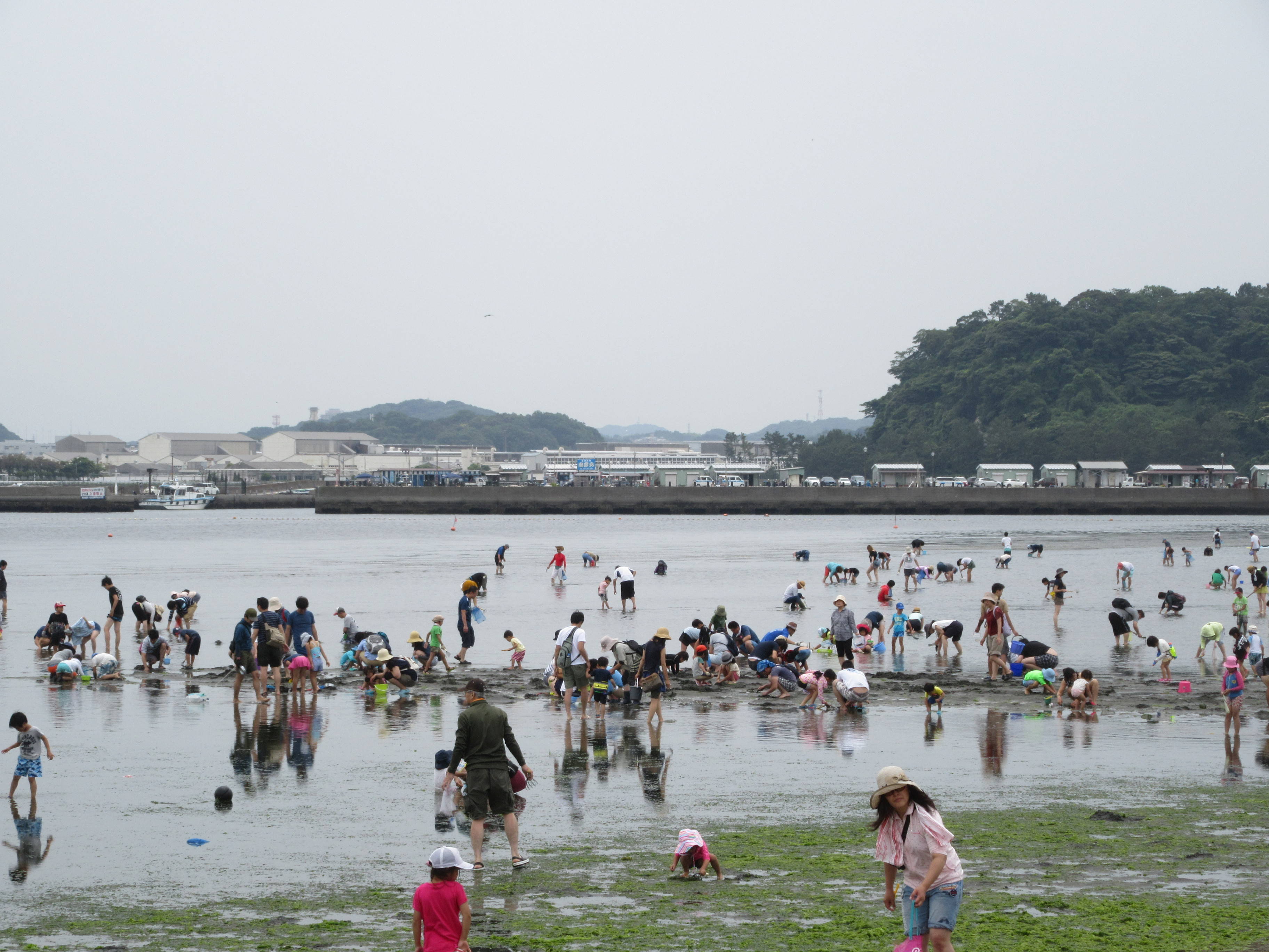 17海の公園 潮干狩り 報告 6月11日号 潮干狩り 海の公園公式サイト 公益財団法人 横浜市緑の協会
