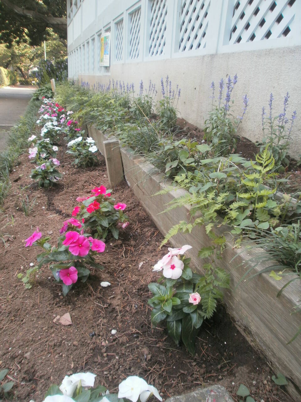 夏花壇 ブログ 山手公園公式サイト 公益財団法人 横浜市緑の協会