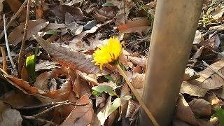 珍しい野草の写真