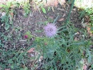 かわいい花をみつけました