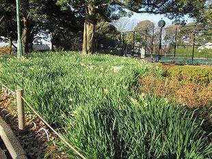 スイセンの群生