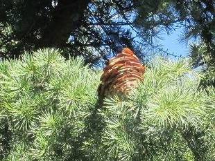 今年はシダーローズの当たり年