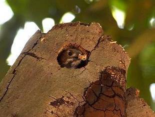 コゲラ見つけました