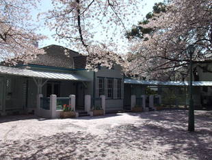 桜開花情報【4月7日号】