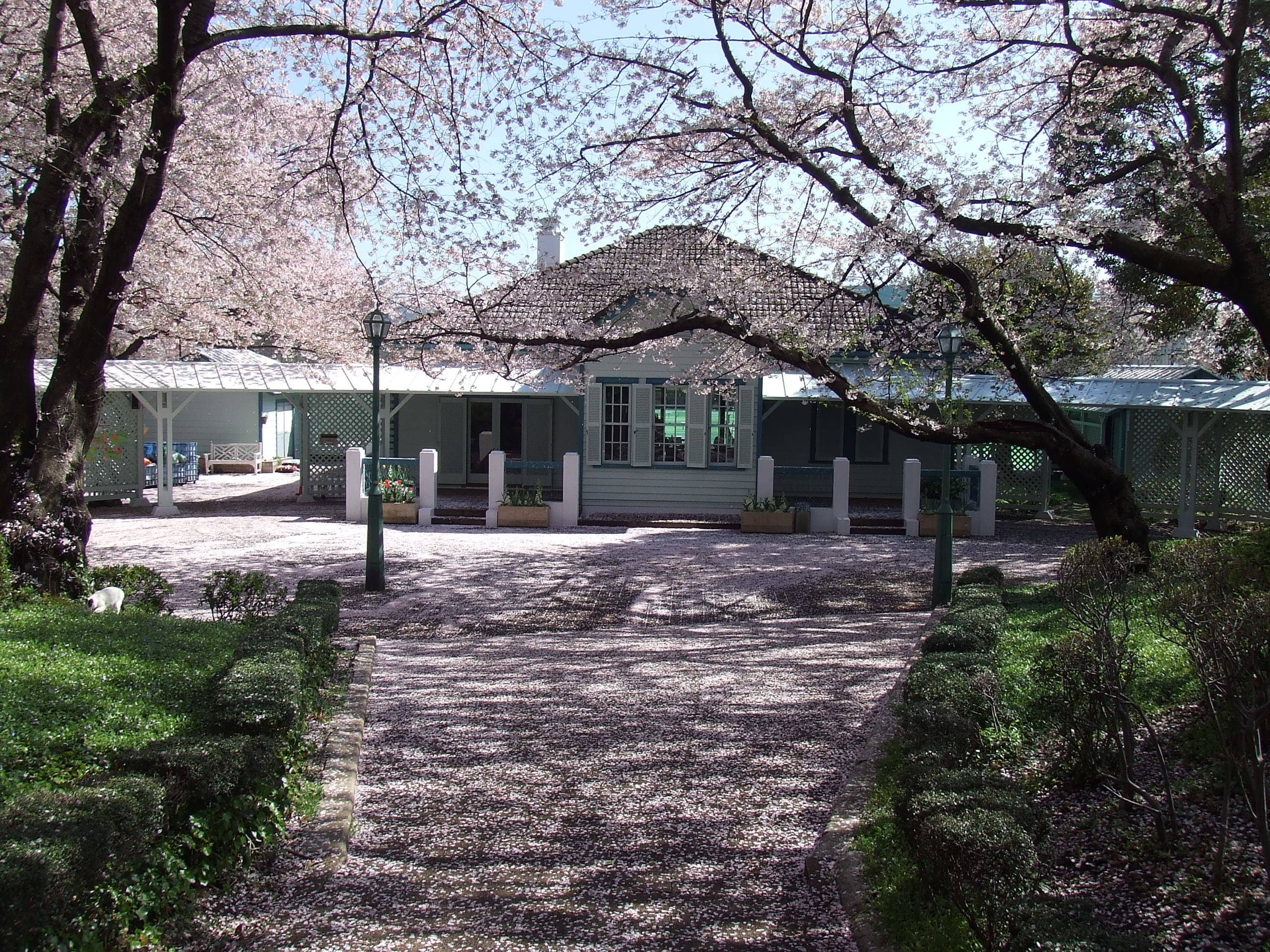 桜開花情報の写真