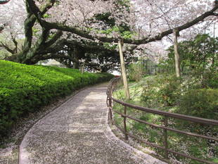 桜開花情報　【4月10日号】