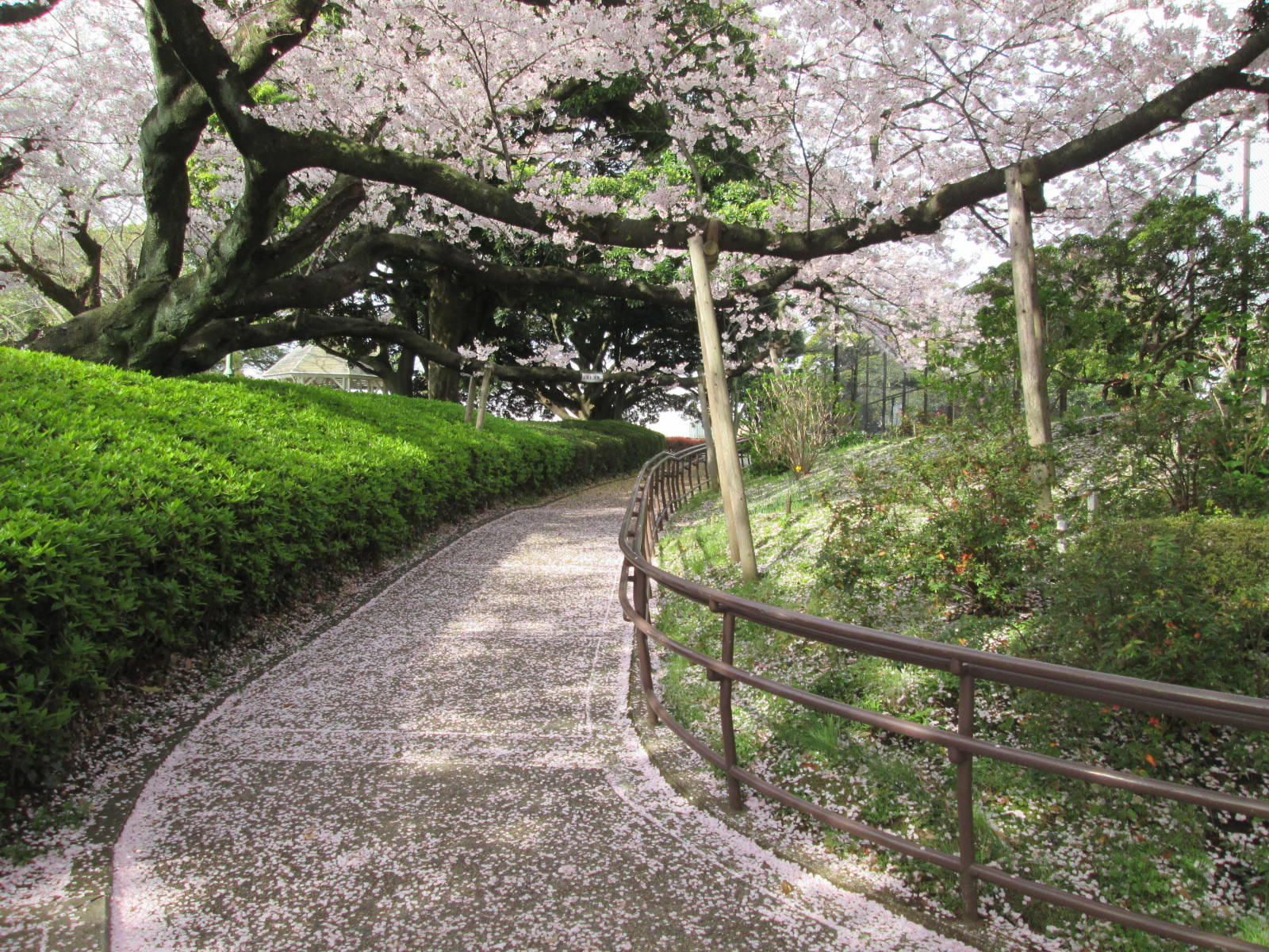 桜開花情報　【4月10日号】の写真