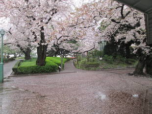桜開花情報【4月1１日号】