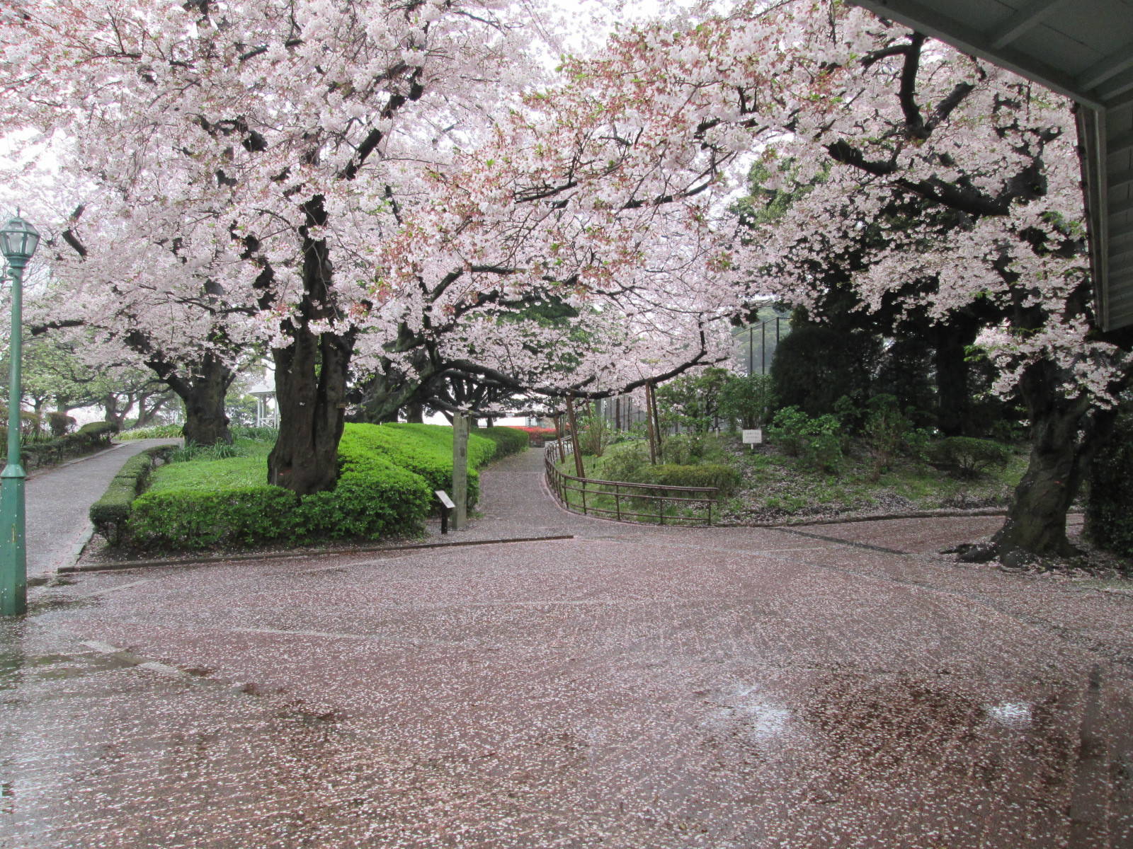 桜開花情報【4月1１日号】の写真