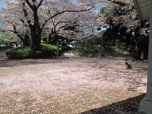 桜開花情報【4月13日号】