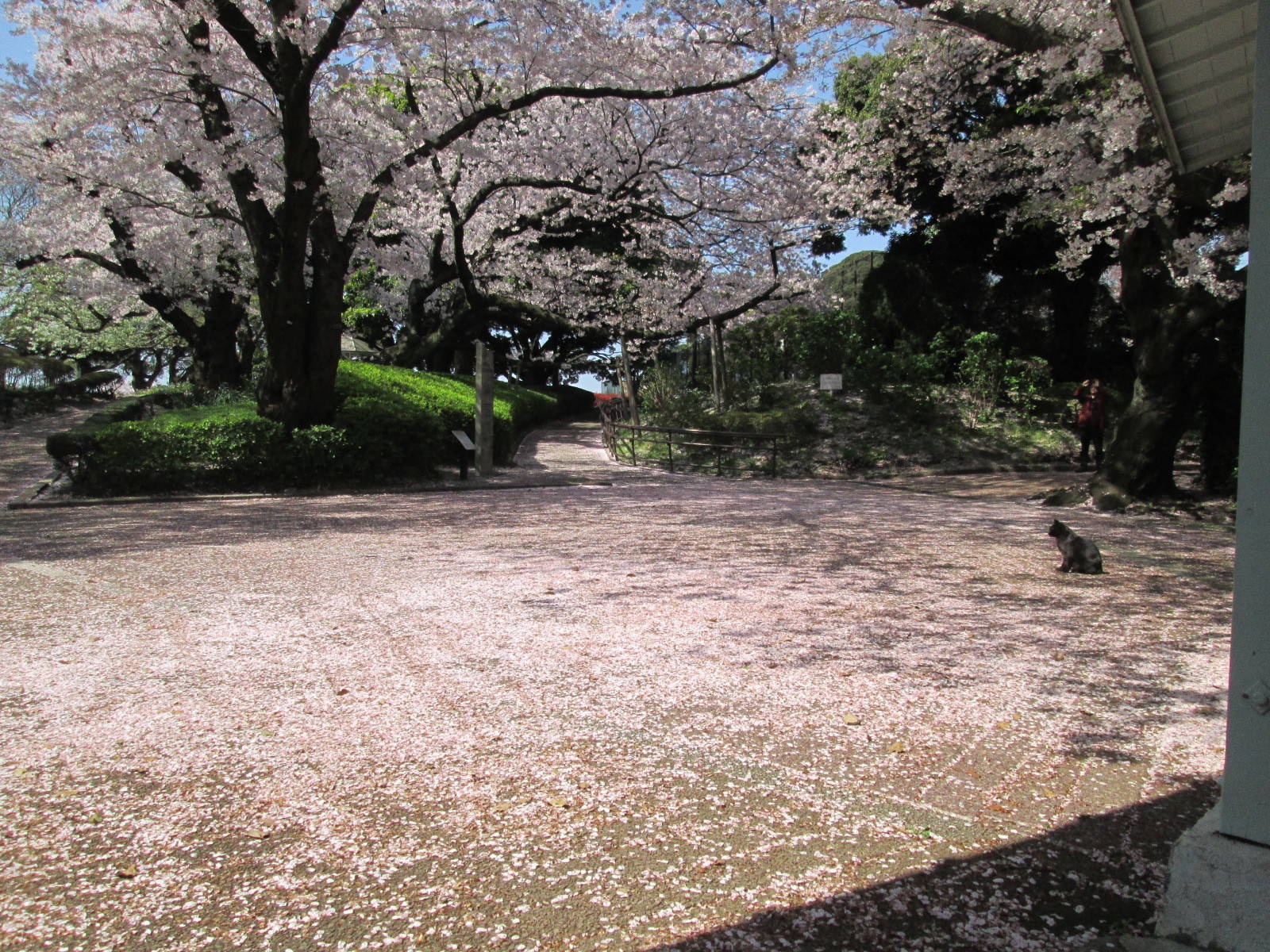 桜開花情報【4月13日号】の写真