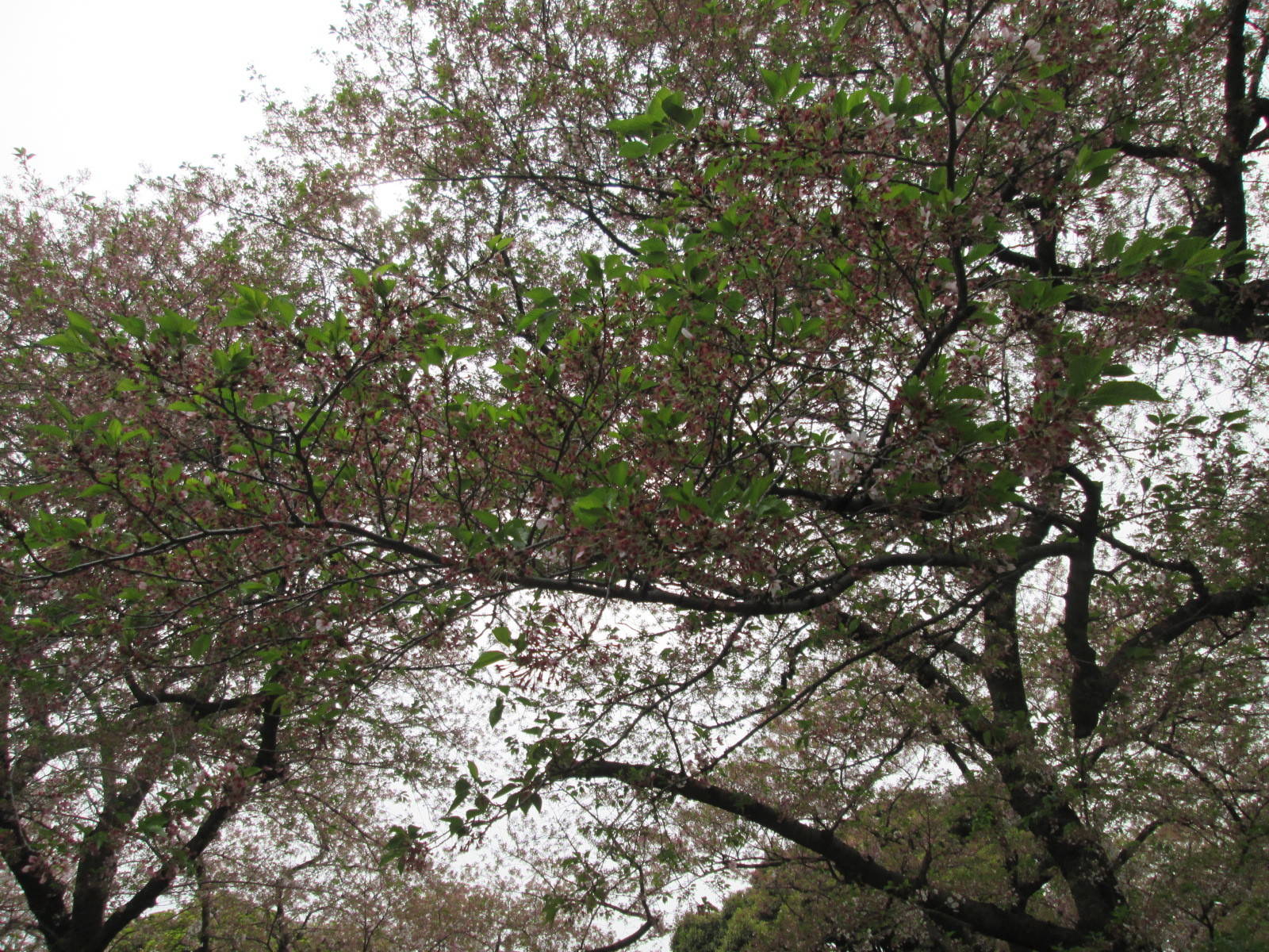 桜開花情報【4月17日号】の写真