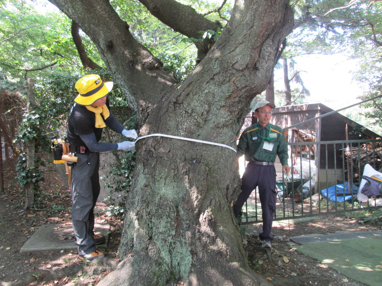 桜の健康診断の写真