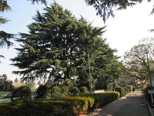 ヒマラヤスギ共和国ガーデンコンサート