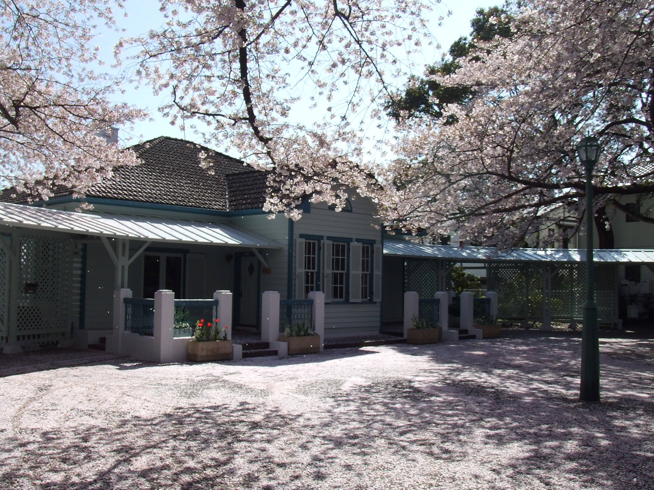 桜の季節がやってきますの写真