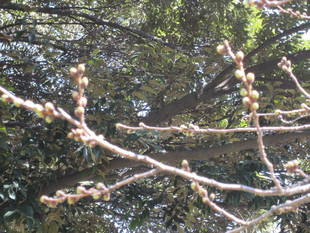 桜開花情報【3月12日号】