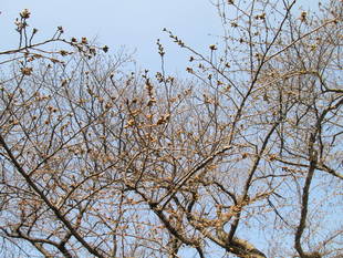 桜開花情報【3月15日号】
