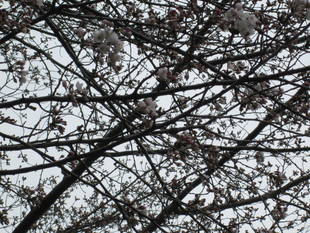 桜開花情報【3月19日号】