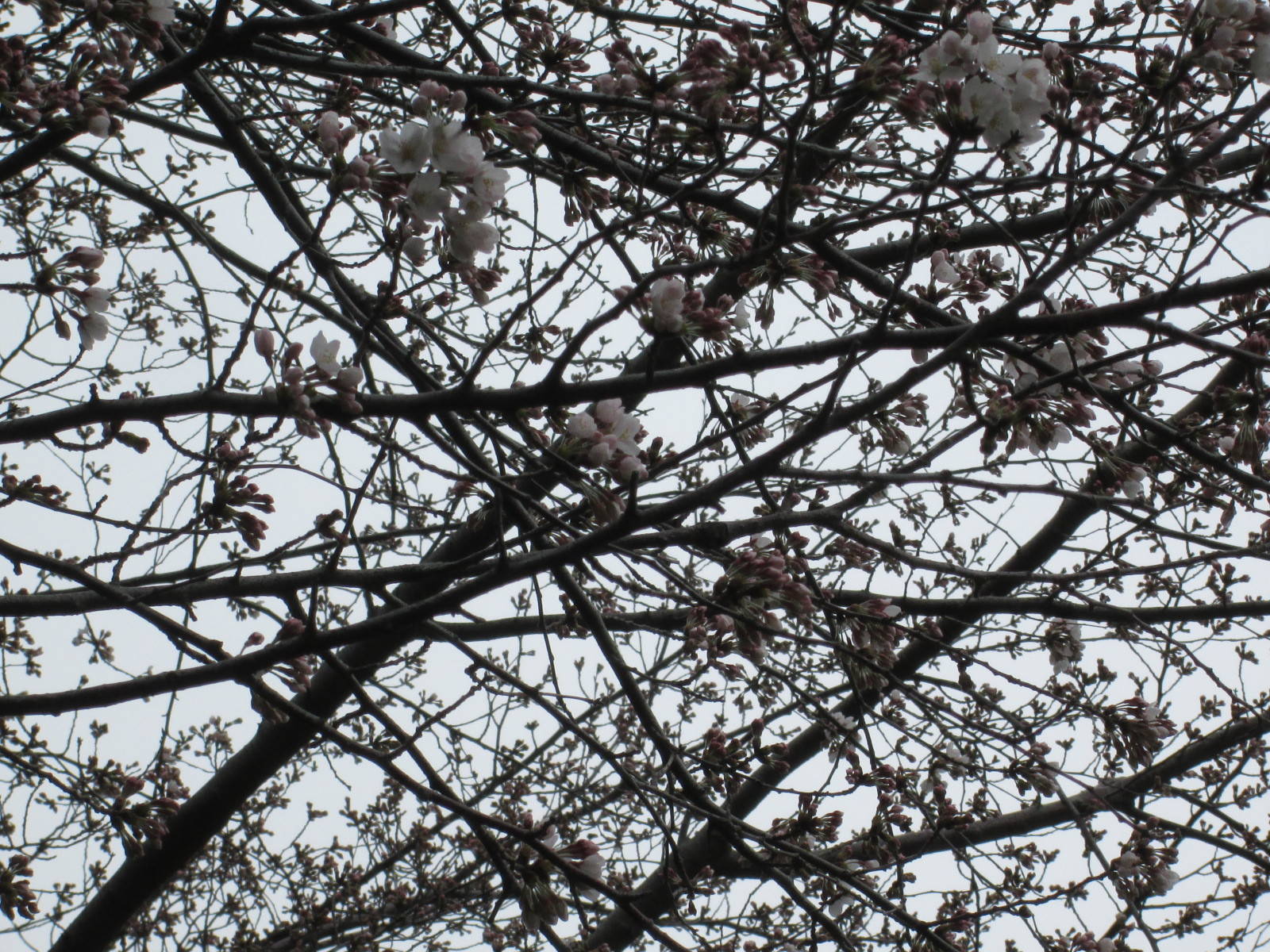 桜開花情報【3月19日号】の写真