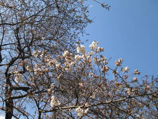 桜開花情報【3月22日号】