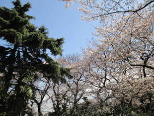 桜開花情報【3月23日号】