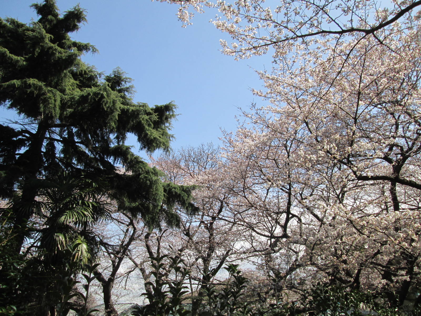桜開花情報【3月23日号】の写真