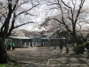 桜開花情報【3月26日号】