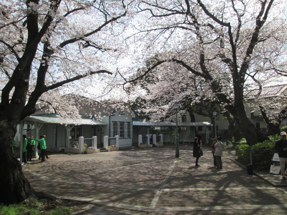 桜開花情報【3月26日号】の写真