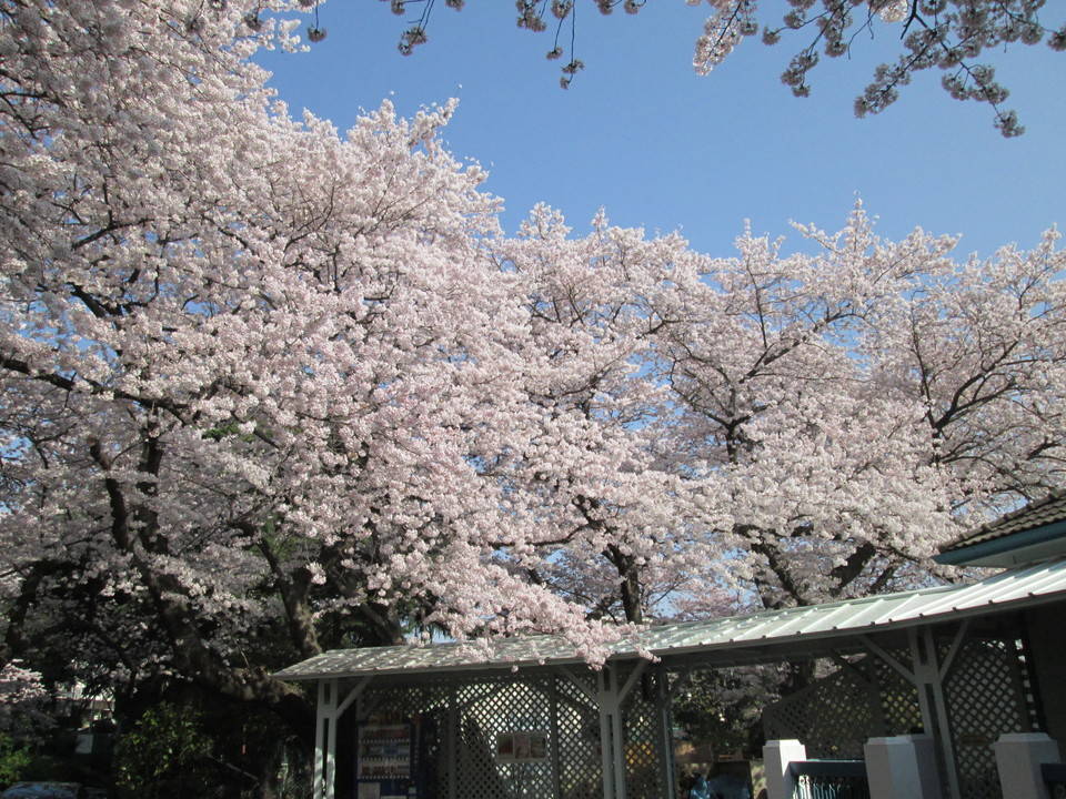 桜開花情報【3月29日号】の写真