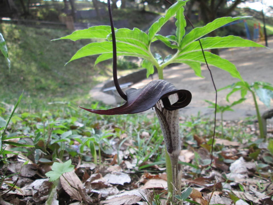 ウラシマソウの写真