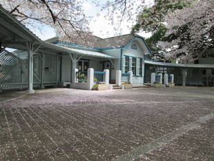 桜開花情報【3月30日号】